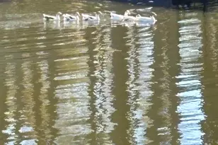 16729 Malibu Dr, Flint, TX 75762 - Photo 15