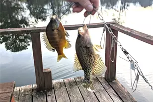 237 Lakeside Pl St, Mineola, TX 75773 - Photo 35