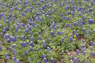 208 W 7th Street W, Weatherford, TX 76086 - Photo 15