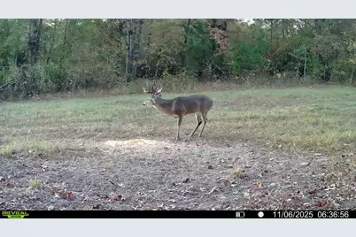 Tbd Cr 2737, Naples, TX 75568 - Photo 3