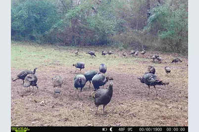 Tbd Cr 2737, Naples, TX 75568 - Photo 37