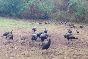 Tbd Cr 2737, Naples, TX 75568 - Photo 37