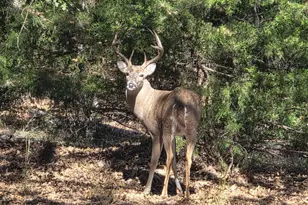 1159 Mikus Rd, Weatherford, TX 76087 - Photo 1