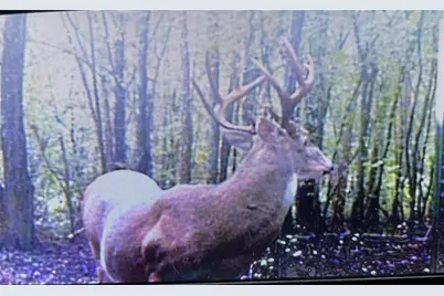 11501 Waterbuck Road, Winnsboro, TX 75494 - Photo 17