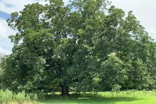 590 Co Rd 1570, Alba, TX 75410 - Photo 27