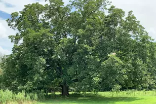 590 Co Rd 1570, Alba, TX 75410 - Photo 25