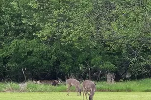 433 Wilderness Trail, Royse City, TX 75189 - Photo 37