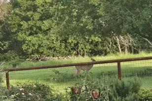 433 Wilderness Trail, Royse City, TX 75189 - Photo 35