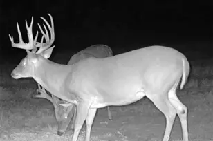 Tbd Cr 2737-1, Naples, TX 75568 - Photo 17