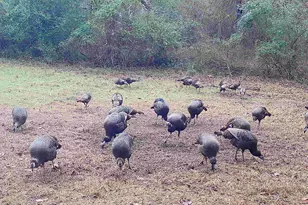 Tbd Cr 2737-1, Naples, TX 75568 - Photo 29