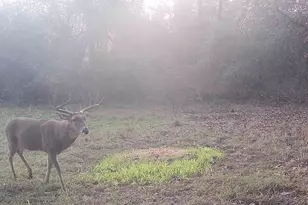 Tbd Cr 2738, Naples, TX 75568 - Photo 19