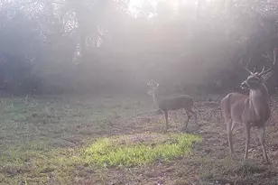 Tbd Cr 2738, Naples, TX 75568 - Photo 21