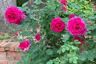 108 N Cliffside Dr N, Burleson, TX 76028 - Photo 37