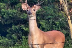 120 Co Rd 1230, Fairfield, TX 75840 - Photo 23