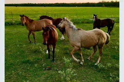 1992 County Road 2100, Cooper, TX 75432 - Photo 9