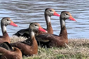 107 Quail Lake Dr W, Whitney, TX 76692 - Photo 29