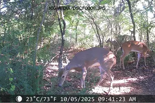 1106 Ellard Dr, Hickory Creek, TX 75065 - Photo 39