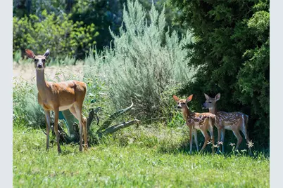 Lot 296 Shooting Star, Possum Kingdom Lake, TX 76449 - Photo 3