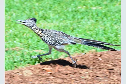 Lot 296 Shooting Star, Possum Kingdom Lake, TX 76449 - Photo 9