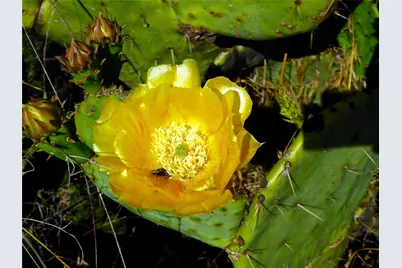 Lot 296 Shooting Star, Graford, TX 76449 - Photo 11