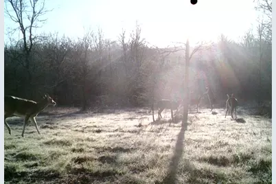 141 County Road 2349, Richland, TX 76681 - Photo 33