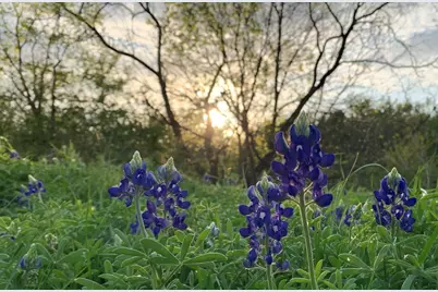 141 County Road 2349, Richland, TX 76681 - Photo 5