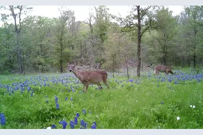 141 County Road 2349, Richland, TX 76681 - Photo 7