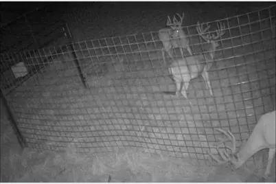 Tbd 80 +/- Acres County Road 194, Ovalo, TX 79541 - Photo 11