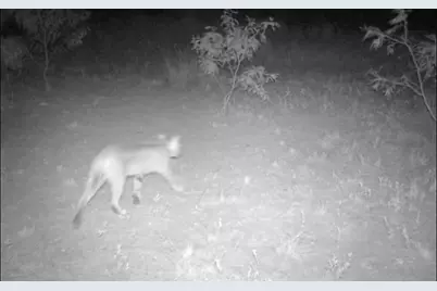 Tbd 80 +/- Acres County Road 194, Ovalo, TX 79541 - Photo 13