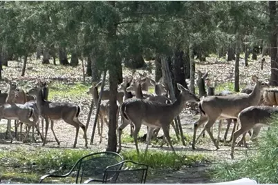8004 County Road 2412, Quinlan, TX 75474 - Photo 39