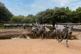 9625 Mc Clane Farm Dr, Fort Worth, TX 76036 - Photo 23