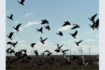 Tbd Fm 2365, Knox City, TX 79529 - Photo 13