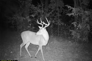 3299 Cr 1579-2, Avinger, TX 75630 - Photo 33