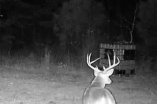 3299 Cr 1579-2, Avinger, TX 75630 - Photo 35