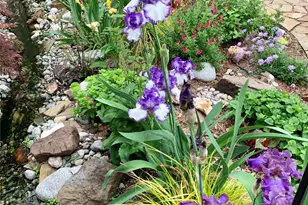 9705 Ash Creek Dr, Dallas, TX 75228 - Photo 5