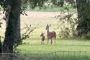 9748 Co Rd 1200, Athens, TX 75751 - Photo 29