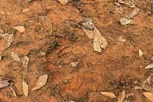 Tbd County Road 2742, Naples, TX 75568 - Photo 11