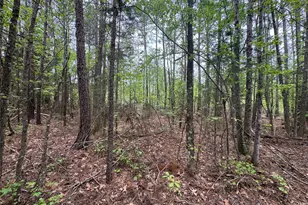 Tbd County Road 2742, Naples, TX 75568 - Photo 23