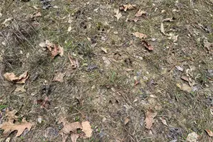 Tbd County Road 2742, Naples, TX 75568 - Photo 13