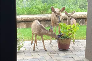 3456 Cr 124, Durango, CO 81326 - Photo 31