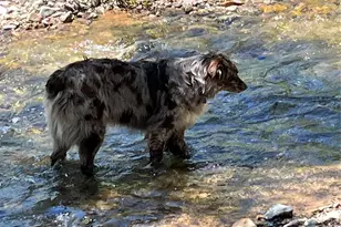 3456 Cr 124, Durango, CO 81326 - Photo 39