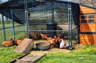 990 Treehouse Ln, Red Oak, TX 75154 - Photo 7