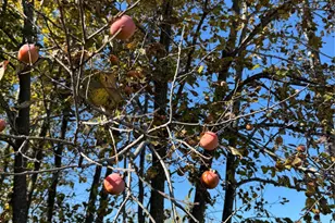 6553 Private Rd 2270, Quinlan, TX 75474 - Photo 31