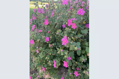 7844 County Road 502, Blue Ridge, TX 75424 - Photo 39