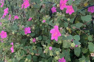 7844 Co Rd 502, Blue Ridge, TX 75424 - Photo 39