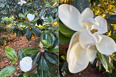 4537 Gilbert Drive, Shreveport, LA 71106 - Photo 29