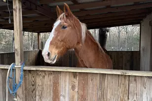 9789 Sunrise Blvd, Quinlan, TX 75474 - Photo 25