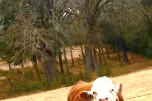 14494 County Rd 343, Terrell, TX 75161 - Photo 1