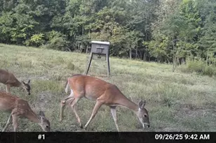 429 Co Rd 4736, Cumby, TX 75433 - Photo 39