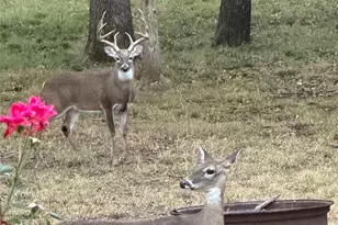 221 Greene Rd, Weatherford, TX 76087 - Photo 31